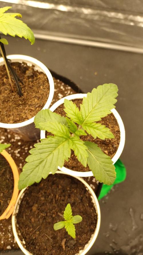 1.Jitrnice. Week 2 - King Cartier 