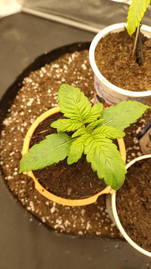 1.Jitrnice. Week 2 - Sweetopia 