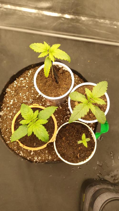 1.Jitrnice. Week 2 - Left T  - L.A.