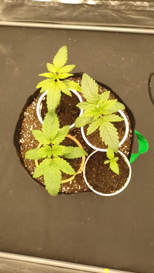 1.Jitrnice. Week 3 - Orange - Sweetopia
Up L. - L.A.
Up R. - KC
Bottom right - White Noise