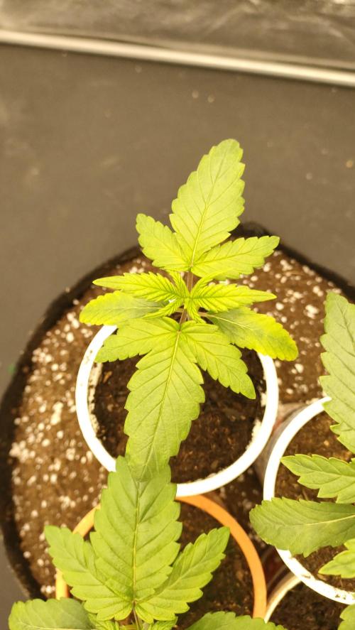 1.Jitrnice. Week 3 - L.A. Amnesia