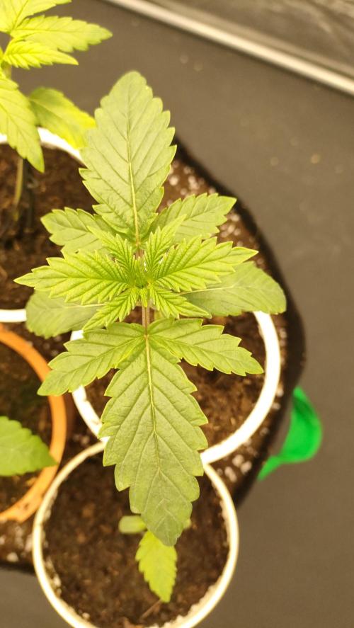 1.Jitrnice. Week 3 - King Cartier