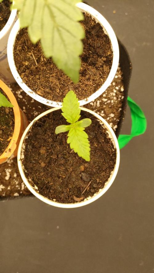 1.Jitrnice. Week 3 - White Noise