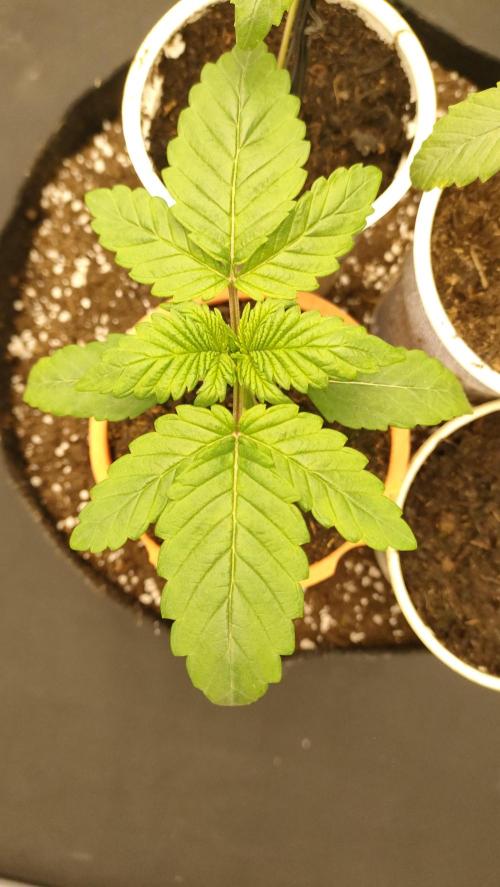 1.Jitrnice. Week 3 - Sweetopia