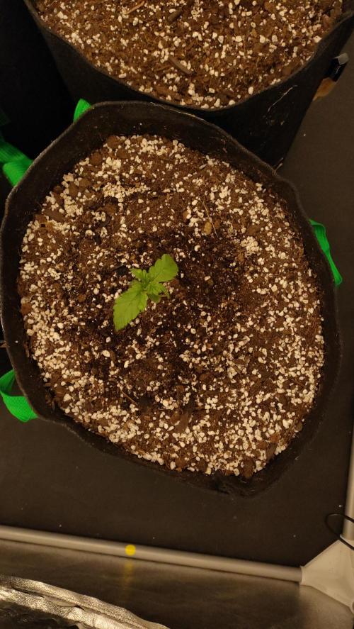 1.Jitrnice. Week 3 - White Noise