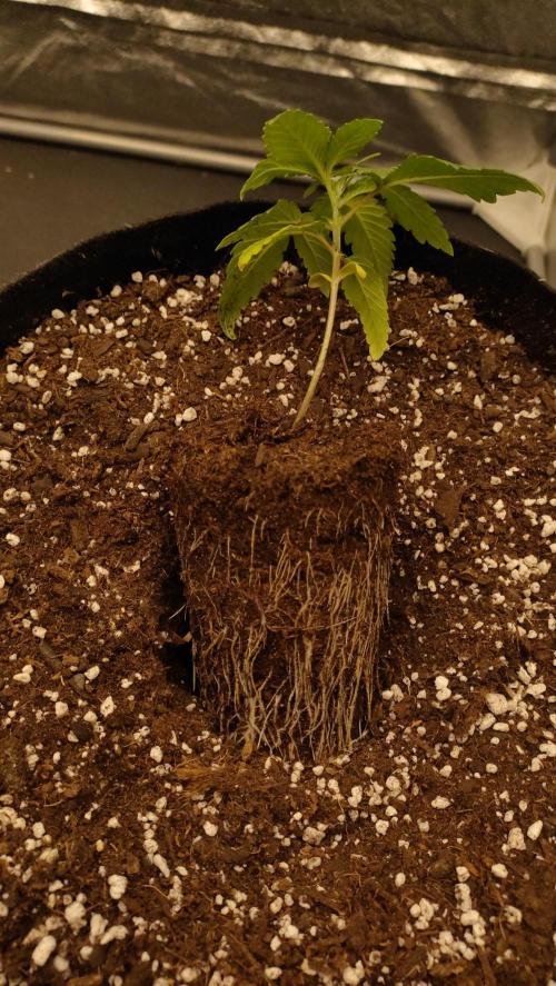 1.Jitrnice. Week 3 - King Cartier 