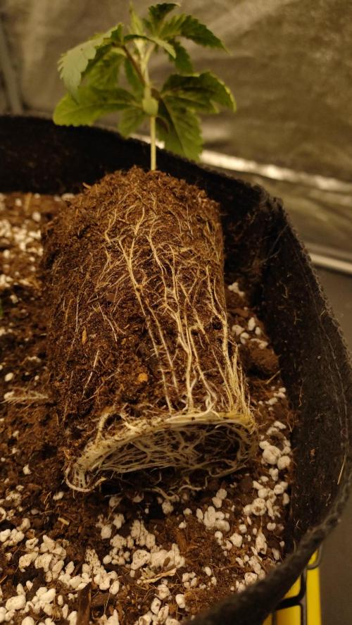 1.Jitrnice. Week 3 - King Cartier 