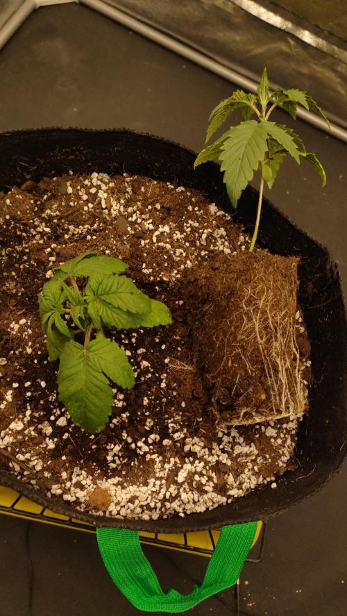 1.Jitrnice. Week 3 - Sweetopia + King Cartier 