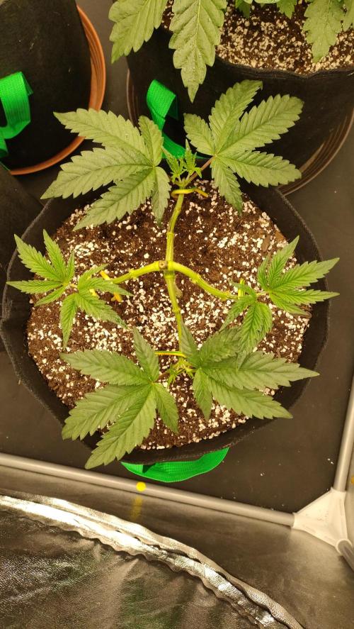 1.Jitrnice. Week 5 - King Cartier 