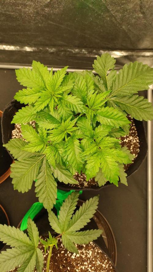 1.Jitrnice. Week 5 - White Noise 