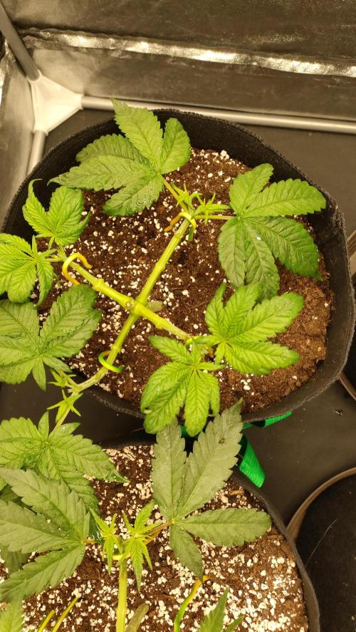 1.Jitrnice. Week 5 - Sweetopia 