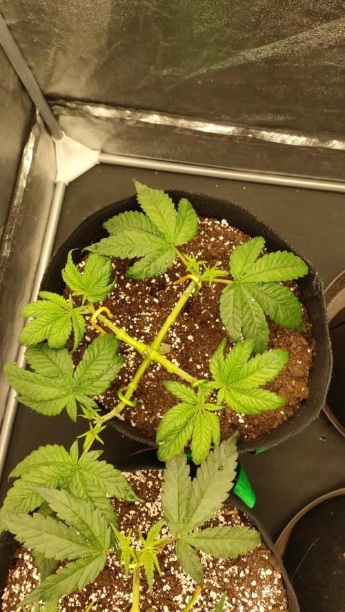 1.Jitrnice. Week 5 - Sweetopia 