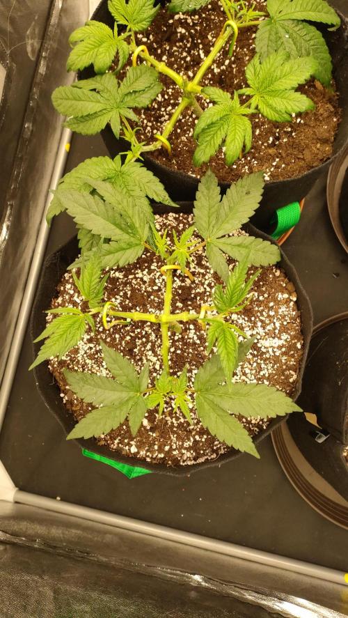 1.Jitrnice. Week 5 - L.A.