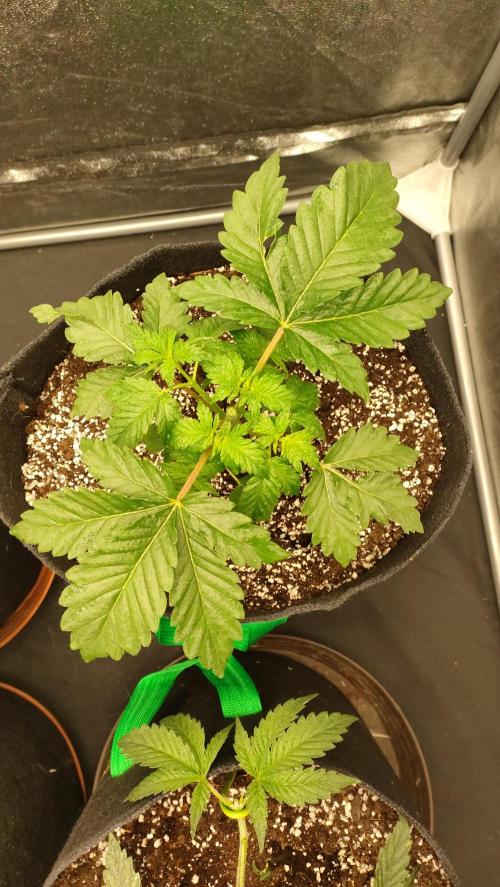 1.Jitrnice. Week 5 - White Noise 