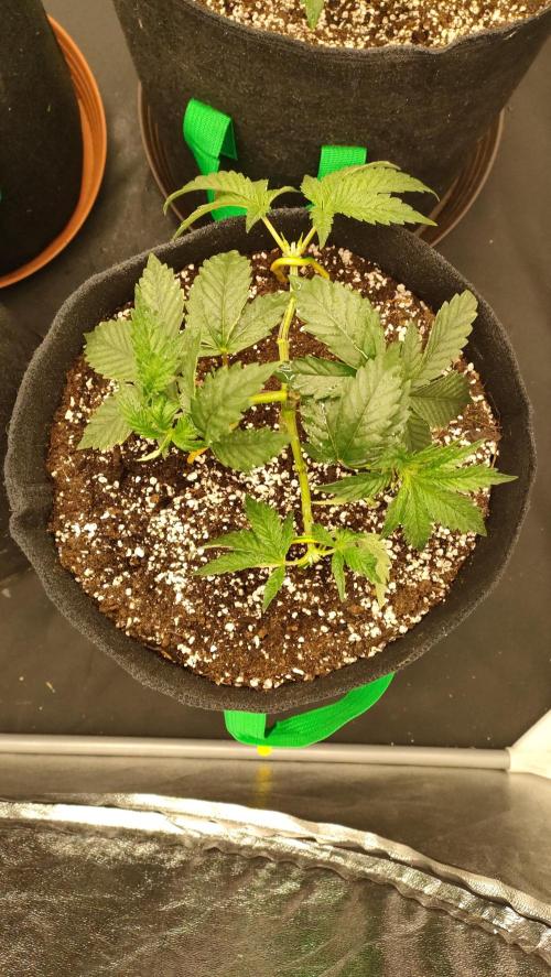 1.Jitrnice. Week 5 - King Cartier 