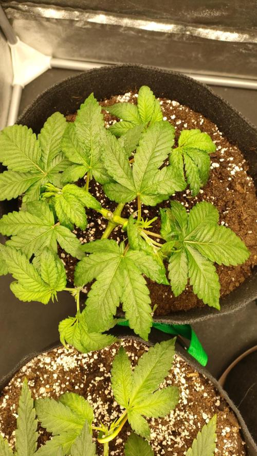 1.Jitrnice. Week 5 - Sweetopia 