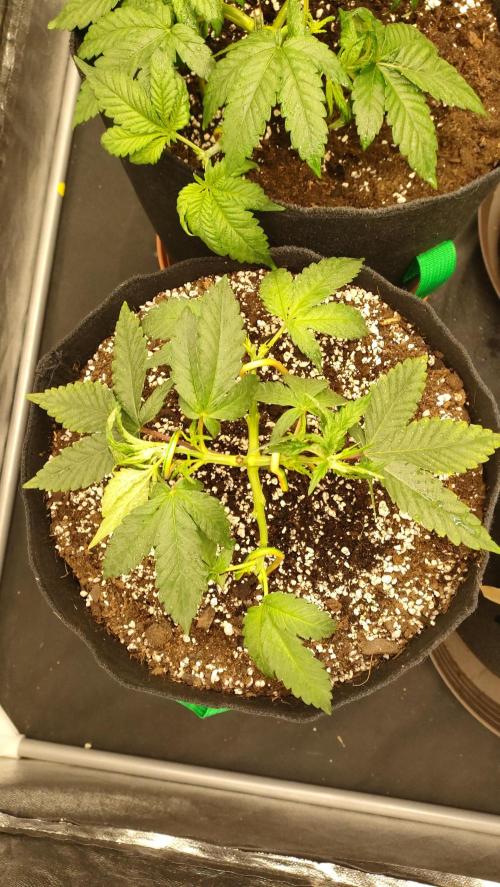 1.Jitrnice. Week 5 - L.A.
