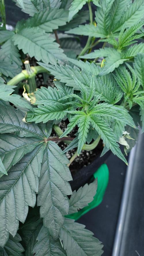 1.Jitrnice. Week 7 - King Cartier