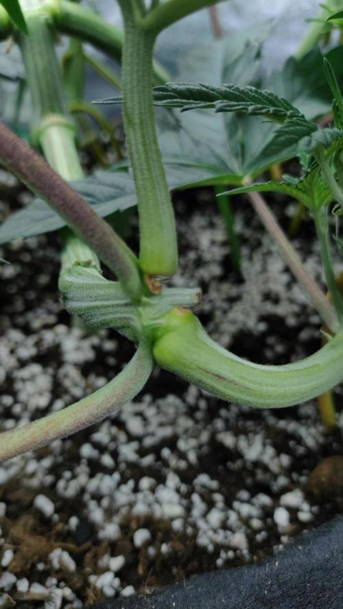 1.Jitrnice. Week 7 - King Cartier