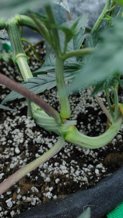 1.Jitrnice. Week 7 - King Cartier