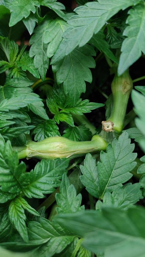 1.Jitrnice. Week 7 - White Noise