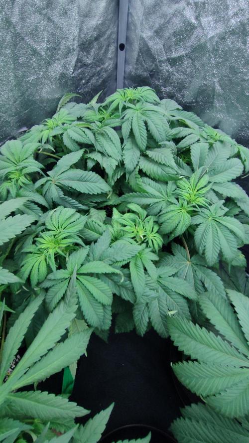 1.Jitrnice. Week 8 - Sweetopia