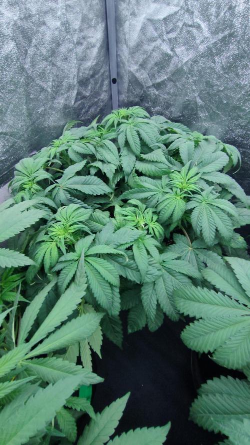 1.Jitrnice. Week 8 - Sweetopia