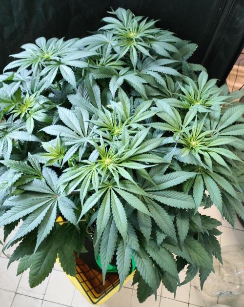 1.Jitrnice. Week 9 - White Noise