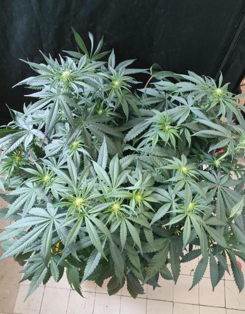 1.Jitrnice. Week 9 - L.A. Amnesia