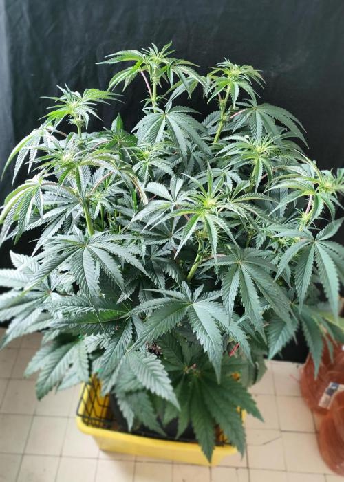 1.Jitrnice. Week 9 - King Cartier