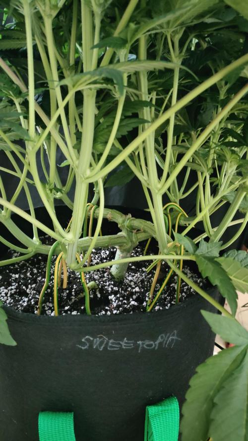 1.Jitrnice. Week 9 - Sweetopia