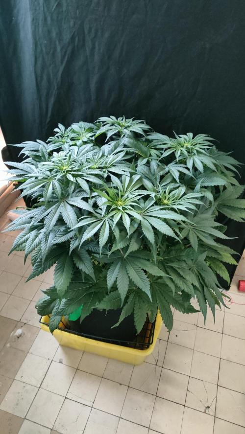 1.Jitrnice. Week 9 - Sweetopia