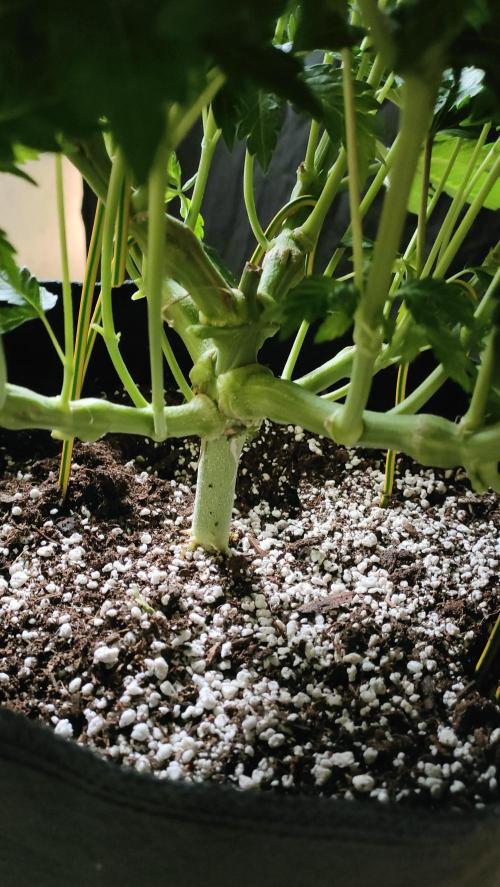 1.Jitrnice. Week 9 - White Noise