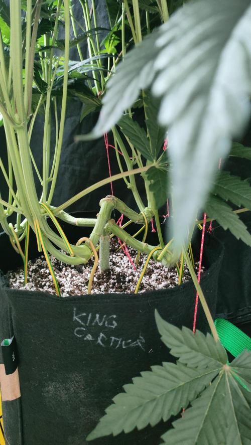 1.Jitrnice. Week 9 - King Cartier