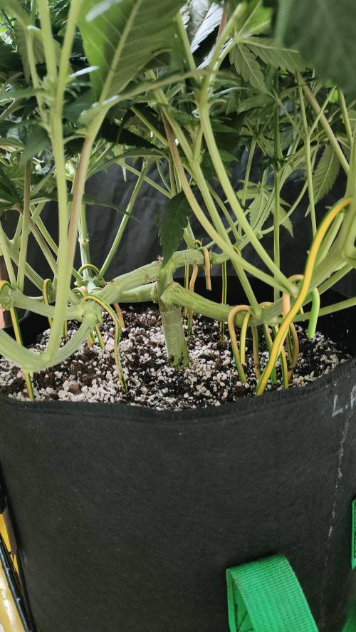 1.Jitrnice. Week 9 - L.A. Amnesia