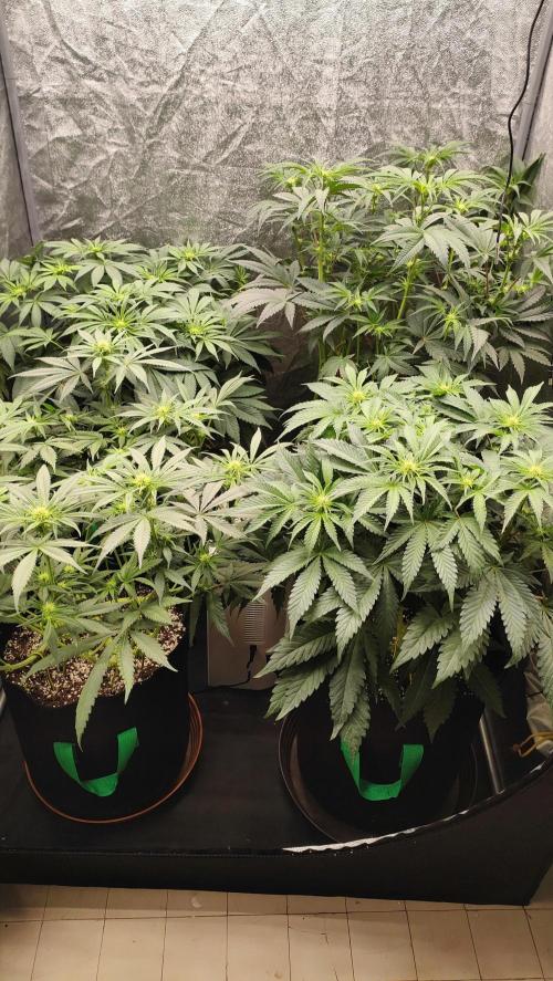 1.Jitrnice. Week 9 - After Defo