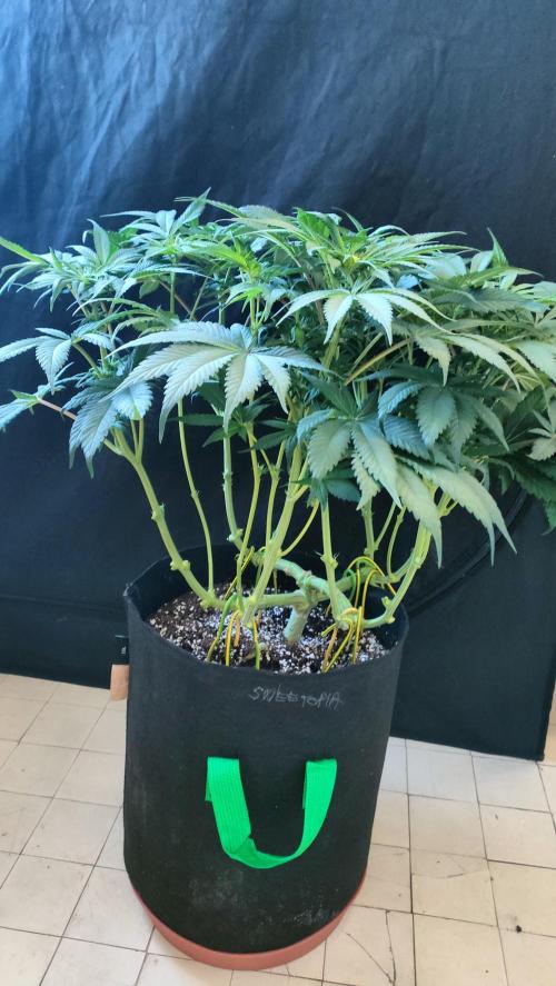 1.Jitrnice. Week 9 - Sweetopia