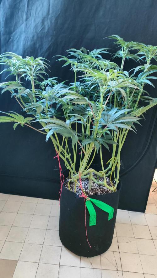 1.Jitrnice. Week 9 - King Cartier