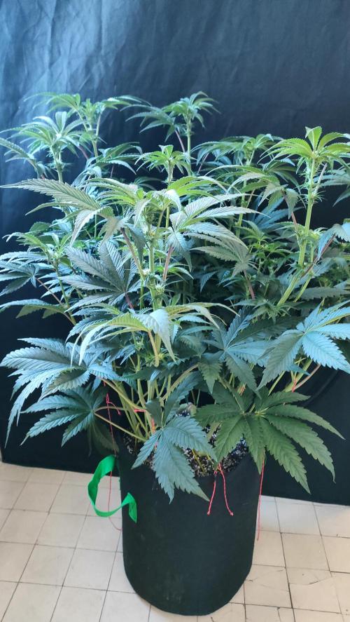 1.Jitrnice. Week 9 - King Cartier