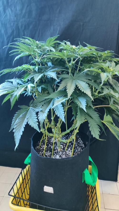 1.Jitrnice. Week 9 - White Noise