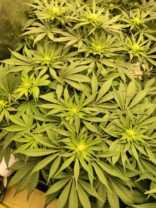 1.Jitrnice. Week 10 - Sweetopia