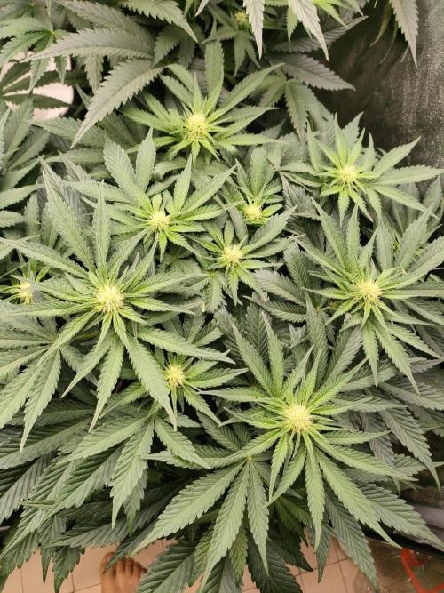 1.Jitrnice. Week 10 - White Noise