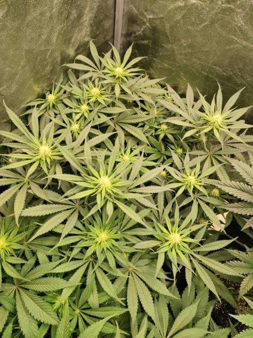 1.Jitrnice. Week 10 - L.A. Amnesia