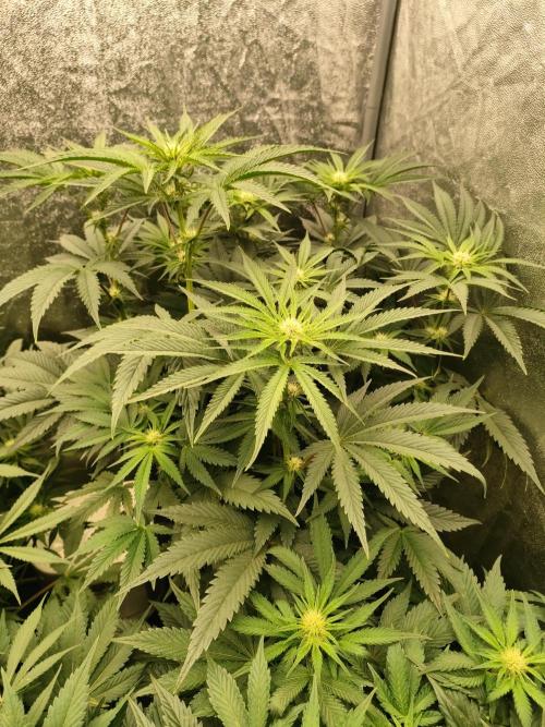 1.Jitrnice. Week 10 - King Cartier