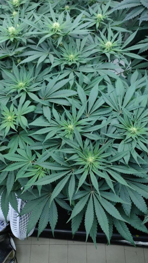 1.Jitrnice. Week 10 - Sweetopia