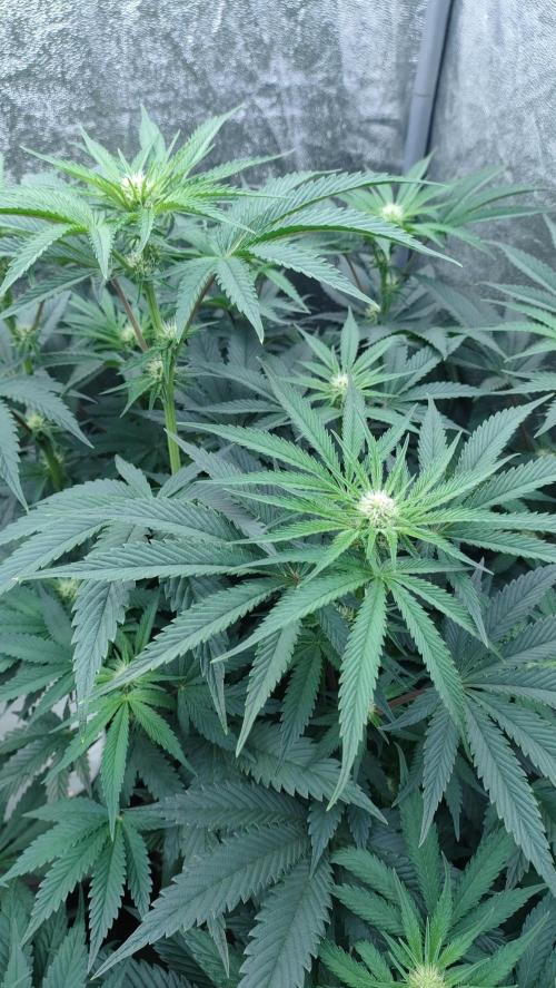 1.Jitrnice. Week 10 - King Cartier