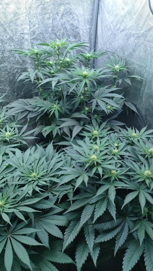 1.Jitrnice. Week 10 - White Noise + King Cartier