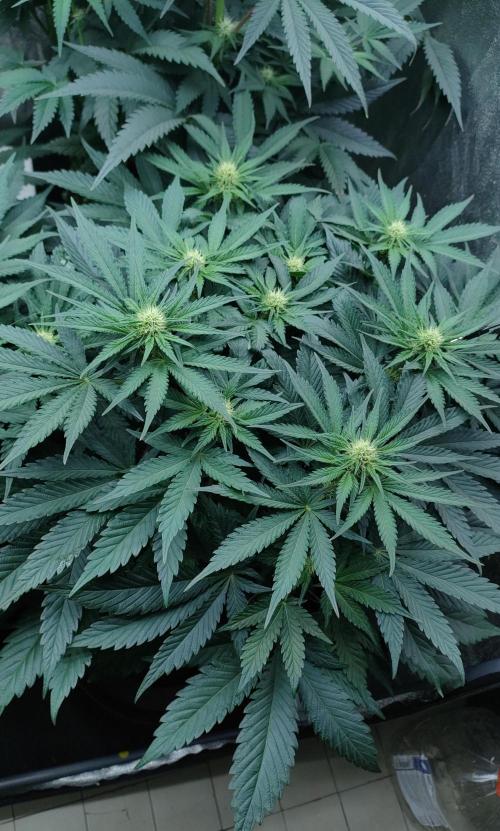 1.Jitrnice. Week 10 - White Noise