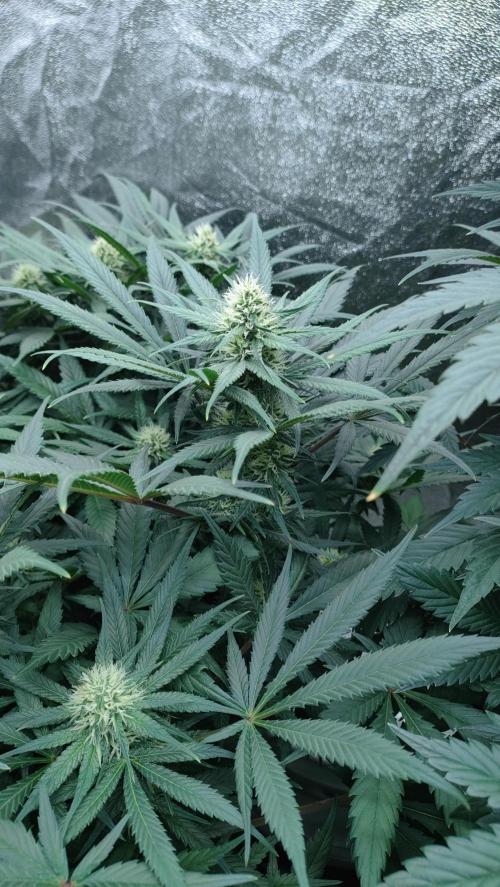 1.Jitrnice. Week 11 - L.A. Amnesia