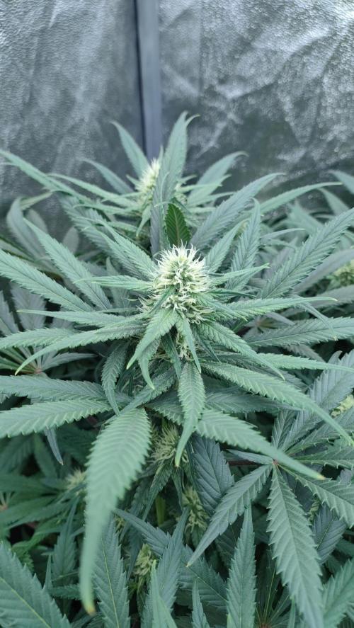 1.Jitrnice. Week 11 - L.A. Amnesia